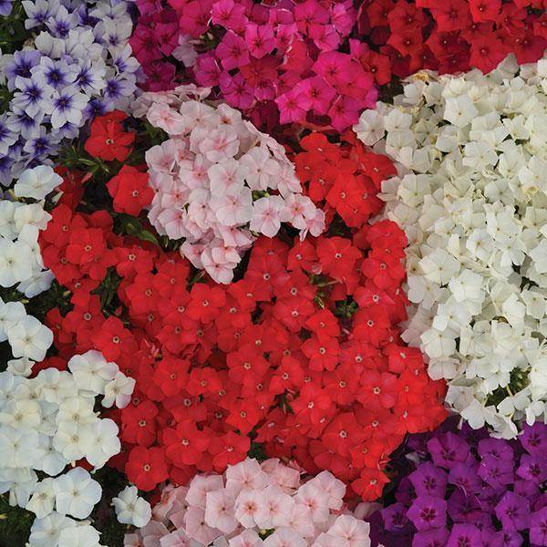 pan american flower seeds Buy Ethnie Phlox (Pan American) Seeds Online