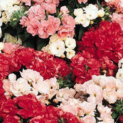 Promise Mixture Phlox (Pan American) - Farmers Stop