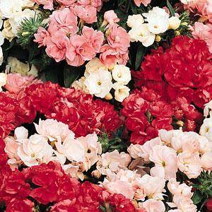 Promise Mixture Phlox (Pan American) - Farmers Stop