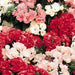 Promise Mixture Phlox  (Pan American) - Farmers Stop