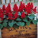 Vista™ Salvia  (Pan American) - Farmers Stop