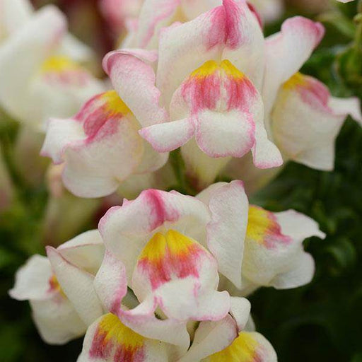 Snapshot™ Snapdragon (Pan American) - Farmers Stop