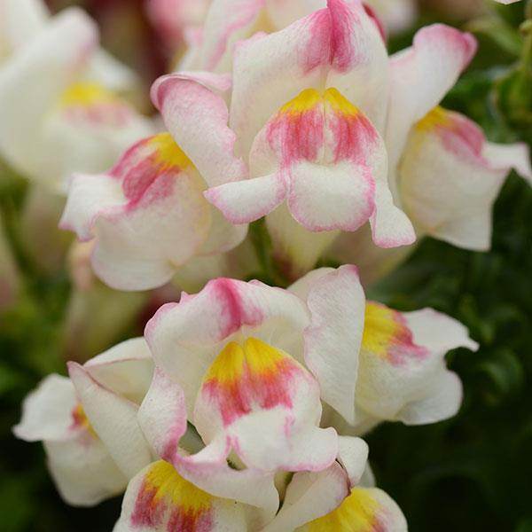 Snapshot™ Snapdragon (Pan American) - Farmers Stop