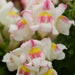 Snapshot™ Snapdragon (Pan American) - Farmers Stop