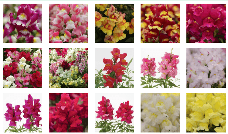 Snapshot™ Snapdragon (Pan American) - Farmers Stop