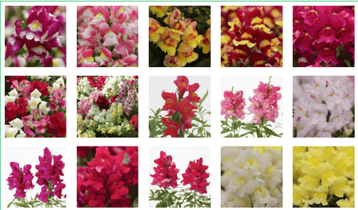 Snapshot™ Snapdragon (Pan American) - Farmers Stop
