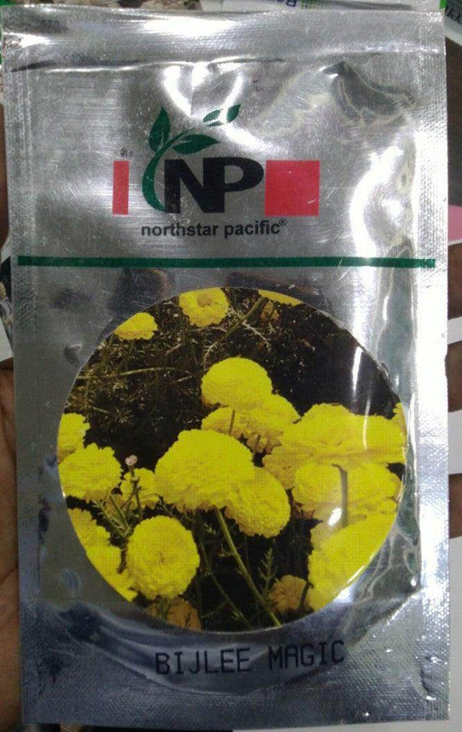 Magic Yellow Bijlee Flower Seeds ( North Star Seeds) - Farmers Stop