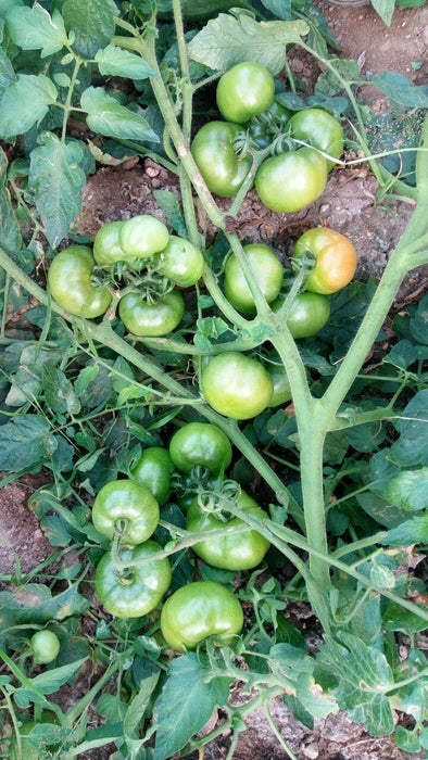 sarathi 1326 f1 hybrid tomato (kalash seeds)