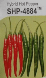 SHP-4884 Hot pepper/हरी मिर्च (Seminis) - Farmers Stop