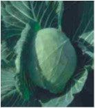 Saint/संत  Cabbage (Seminis) - Farmers Stop