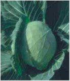 Saint/संत Cabbage (Seminis) - Farmers Stop
