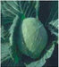 Saint/संत  Cabbage (Seminis) - Farmers Stop