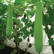 US 15/यूएस १५ Bottle Gourd (US Agri Seeds) - Farmers Stop