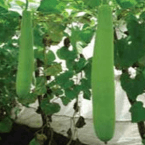 US 15/यूएस १५ Bottle Gourd (US Agri Seeds) - Farmers Stop