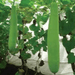 US 15/यूएस १५ Bottle Gourd  (US Agri Seeds) - Farmers Stop