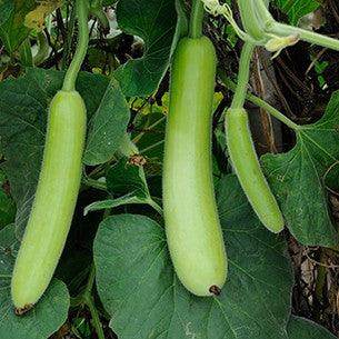 MGH 4 Warad/वरद Bottle Gourd (Mahyco) - Farmers Stop