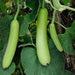 MGH 4 Warad/वरद Bottle Gourd (Mahyco) - Farmers Stop
