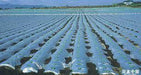 Silver-Black Plastic Mulch Film/प्लास्टिक मल्च फिल्म - Farmers Stop