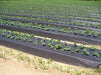 Silver-Black Plastic Mulch Film/प्लास्टिक मल्च फिल्म - Farmers Stop