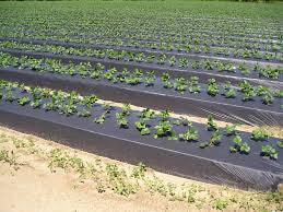 Silver-Black Plastic Mulch Film/प्लास्टिक मल्च फिल्म - Farmers Stop