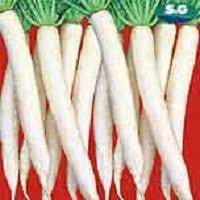 Ivory White/आइवरी वाइट F1 Hybrid Radish (Syngenta) - Farmers Stop