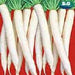 Ivory White/आइवरी वाइट F1 Hybrid Radish (Syngenta) - Farmers Stop