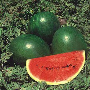 Amrut/अमृत MHW 5 Watermelon (Mahyco) - Farmers Stop