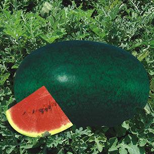Santrupti/संतृप्ति Watermelon (Mahyco) - Farmers Stop