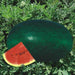 Santrupti/संतृप्ति Watermelon (Mahyco) - Farmers Stop