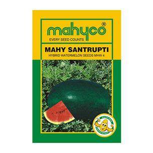 Santrupti/संतृप्ति Watermelon (Mahyco) - Farmers Stop