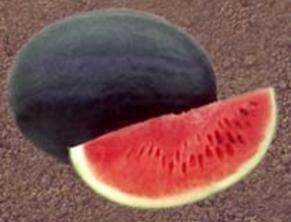 NS 423 Watermelon (Namdhari) - Farmers Stop