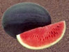 NS 423 Watermelon (Namdhari) - Farmers Stop
