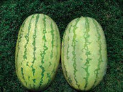 NS 295 Watermelon (Namdhari) - Farmers Stop