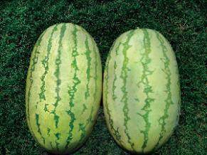 NS 295 Watermelon (Namdhari) - Farmers Stop