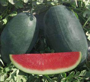 メロン　Fuwarina NS 34 Icebox Watermelon (Namdhari) - High Yield and Early Hybrid