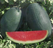 NS 34 Icebox Watermelon (Namdhari) - Farmers Stop