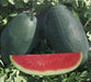 NS 34 Icebox Watermelon (Namdhari) - Farmers Stop