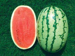 NS 750 Watermelon (Namdhari) - Farmers Stop