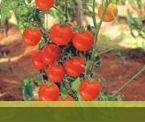 Rocky/रॉकी Tomato (Syngenta) - Farmers Stop