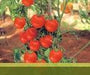 Rocky/रॉकी Tomato (Syngenta) - Farmers Stop