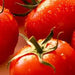 Vijayata/विजयता Tomato (Seminis) - Farmers Stop