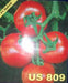 US 809/यूएस ८०९ Tomato (US Agri Seeds) - Farmers Stop