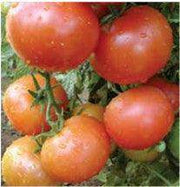US 2175/यूएस २१७५ Tomato (US Agri Seeds) - Farmers Stop