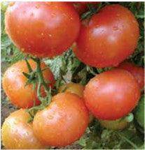 US 2175/यूएस २१७५ Tomato (US Agri Seeds) - Farmers Stop
