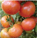 US 2175/यूएस २१७५ Tomato (US Agri Seeds) - Farmers Stop