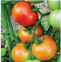 US 4545/यूएस ४५४५ Tomato (US Agri Seeds) - Farmers Stop