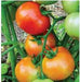 US 4545/यूएस ४५४५ Tomato (US Agri Seeds) - Farmers Stop