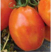 US 3380/यूएस ३३८० Tomato (US Agri Seeds) - Farmers Stop