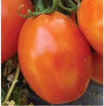 US 3380/यूएस ३३८० Tomato (US Agri Seeds) - Farmers Stop