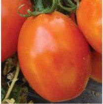 US 3380/यूएस ३३८० Tomato (US Agri Seeds) - Farmers Stop